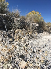 Mentzelia leucophylla