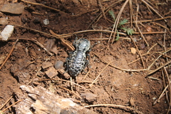 Zopherus laevicollis