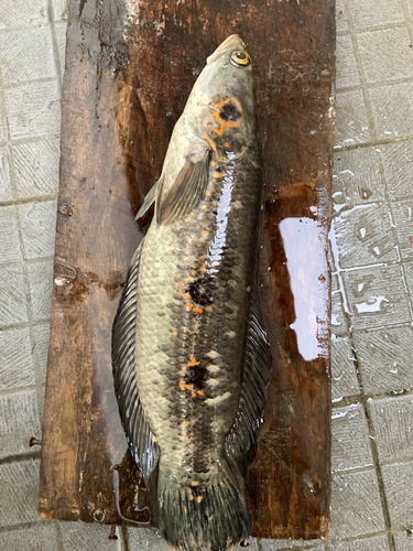 Channa pleurophthalma