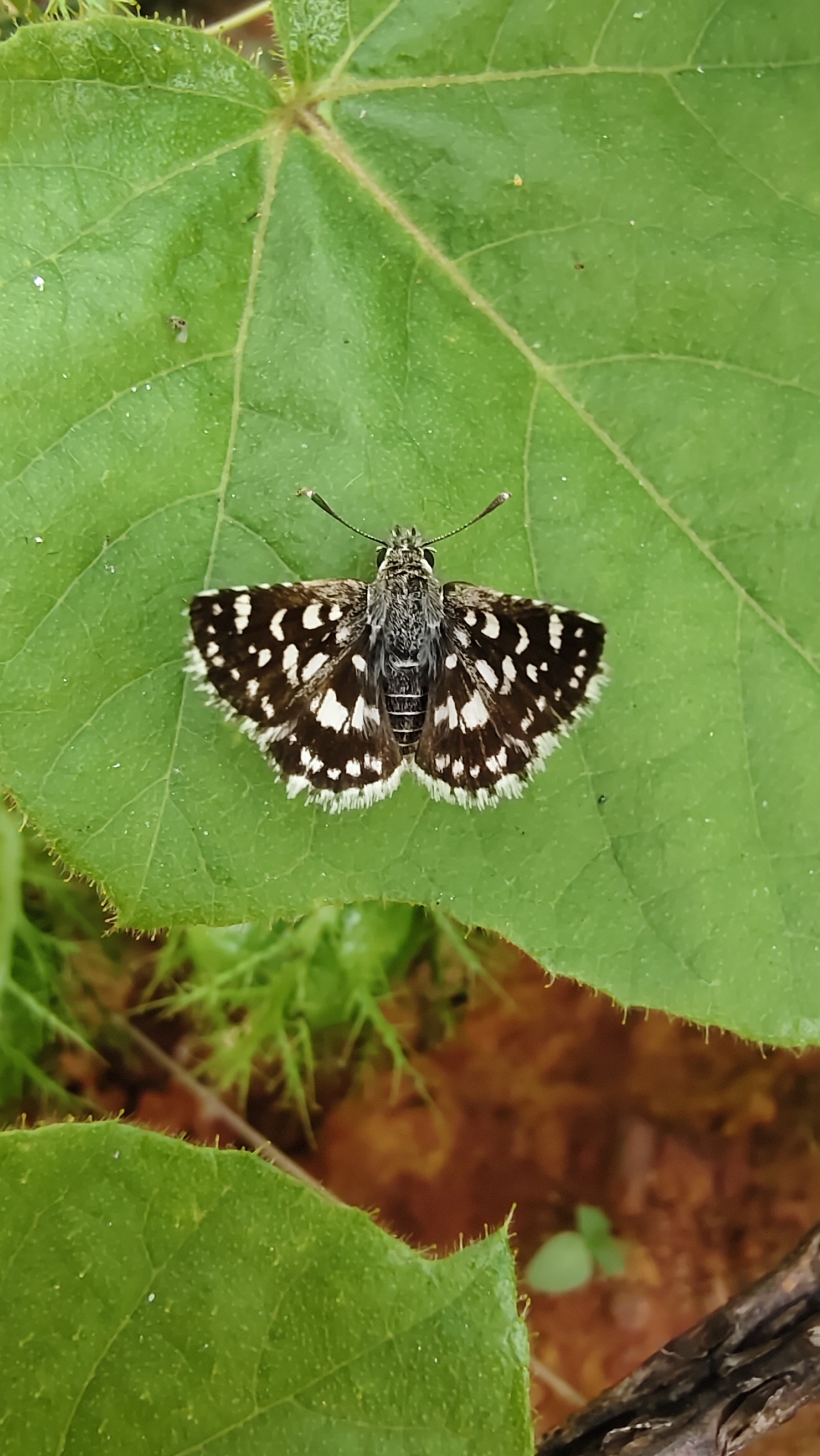 Asian Grizzled Skipper