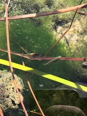 Cyprinodon nevadensis mionectes