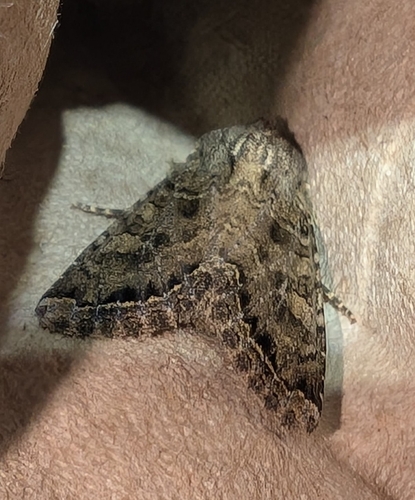 Glassy Cutworm Moth photo 3