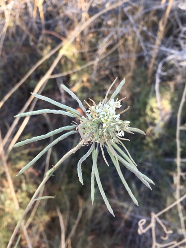 Image of Thelypodium integrifolium by (c) Matt Berger, some rights reserved (CC BY)