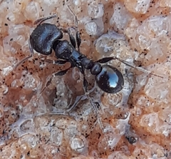 Tetramorium solidum