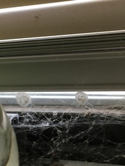 Araneae