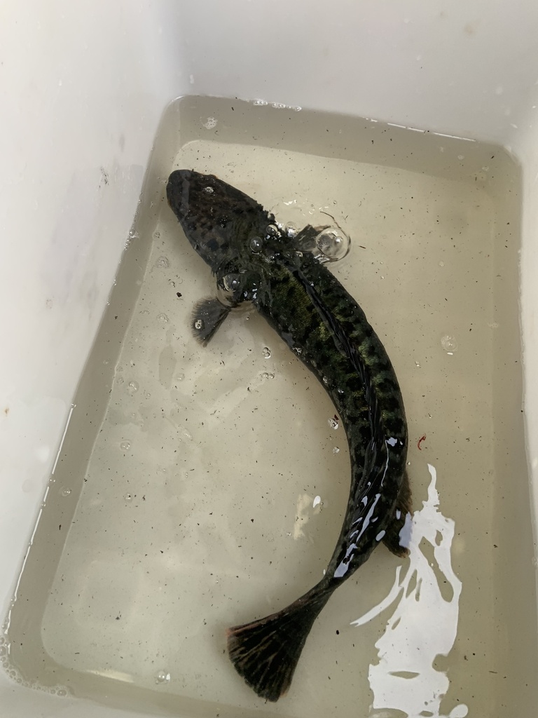 Indonesian snakehead (Channa micropeltes)