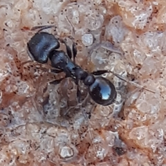 Tetramorium solidum