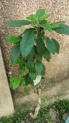 Tracheophyta