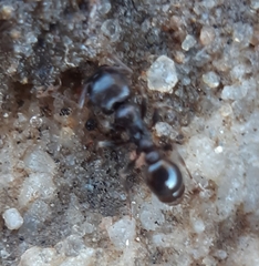 Tetramorium solidum