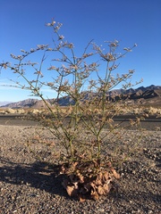 Eriogonum hoffmannii robustius