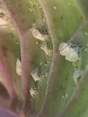 Aleyrodes proletella