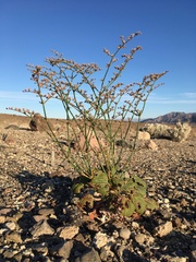 Eriogonum hoffmannii robustius