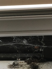 Araneae