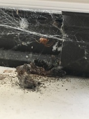 Araneae