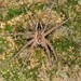 Banded Fishing Spider - Photo (c) Jason M Crockwell, some rights reserved (CC BY-NC-ND), uploaded by Jason M Crockwell