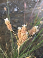 Fimbristylis thermalis