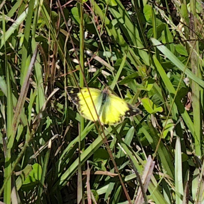 Nilgiri Clouded Yellow