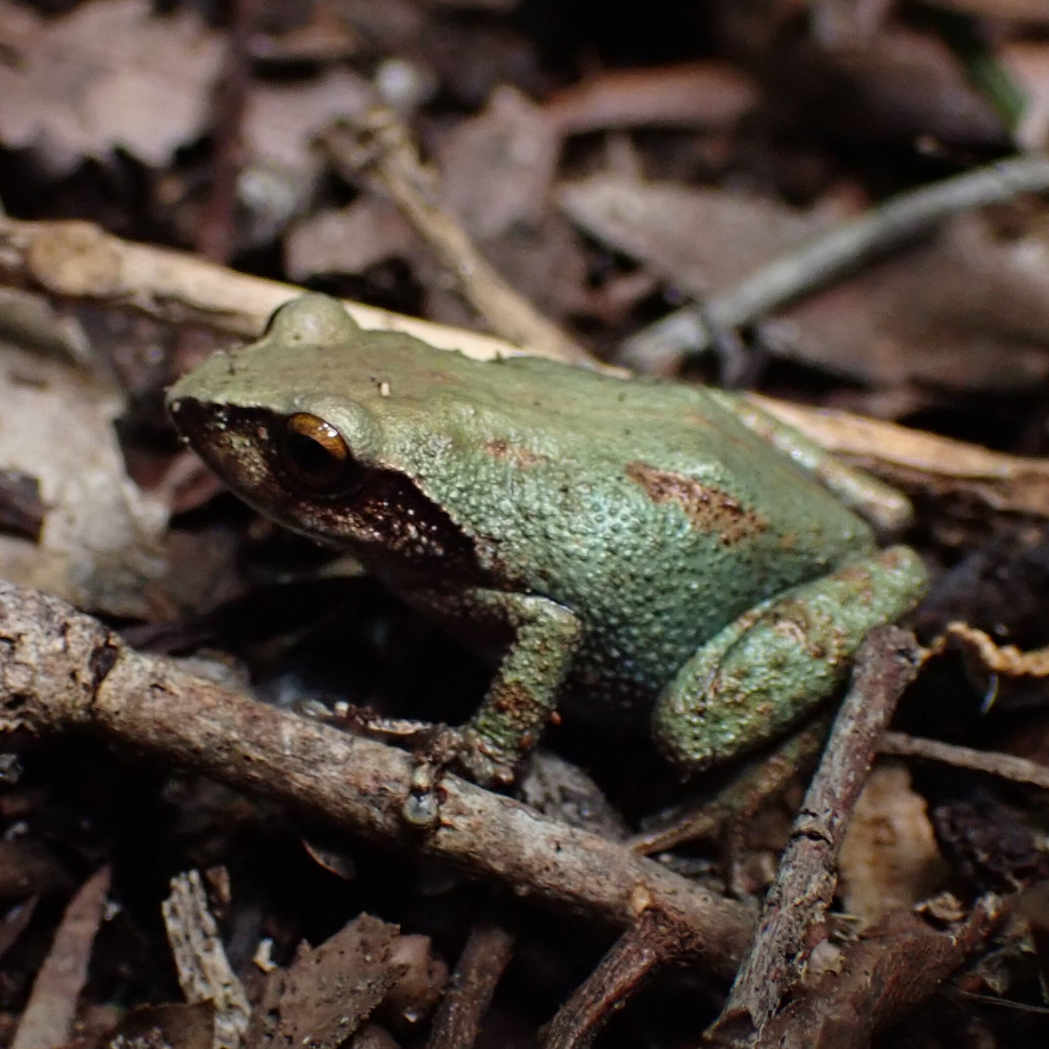 Koadaikanal Bush Frog