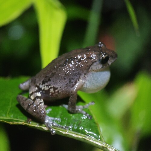 Raorchestes kadalarensis