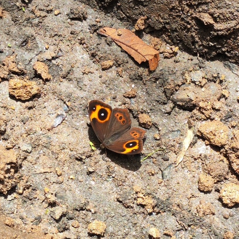 Red-Disc Bushbrown