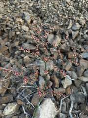 Eriogonum hoffmannii hoffmannii