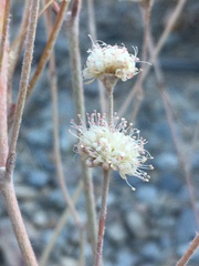 Eriogonum mensicola