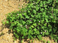 Ipomoea × leucantha