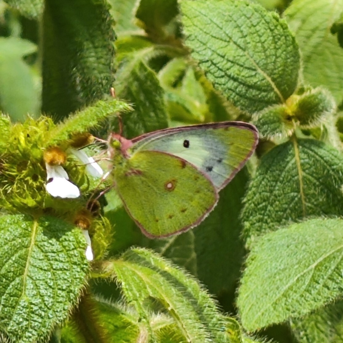 Nilgiri Clouded Yellow