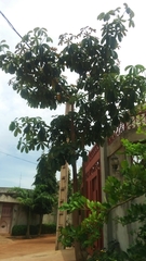 Tracheophyta