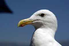 Larus occidentalis