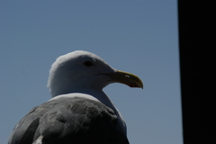 Larus occidentalis