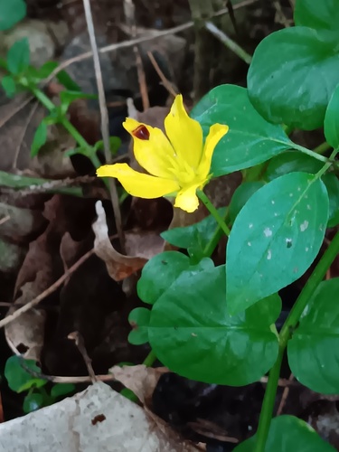 creeping Jenny