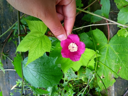purple-flowered raspberry