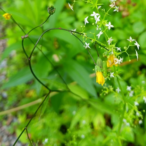 nipplewort