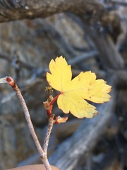 Acer glabrum diffusum