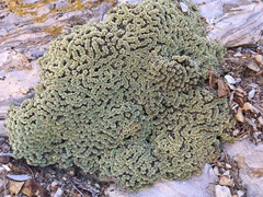 Petrophytum caespitosum caespitosum