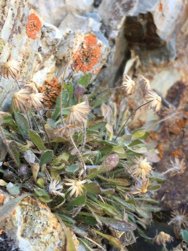 Image of Limestone Daisy (Erigeron uncialis) by (c) Matt Berger, some rights reserved (CC BY)