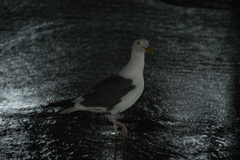 Larus occidentalis