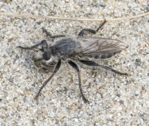 Andrenosoma albopilosum