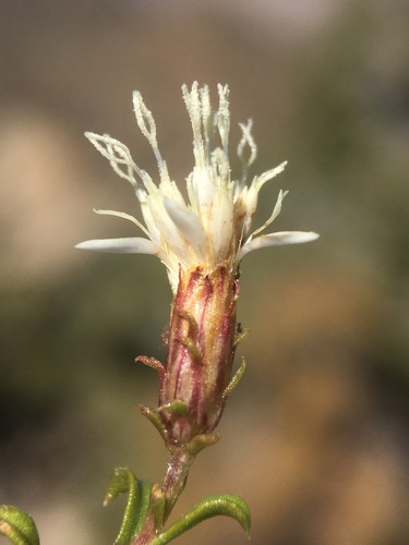 Image of Ericameria gilmanii by (c) Matt Berger, some rights reserved (CC BY)