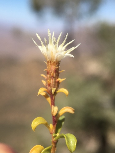 whiteflower goldenbush (Ericameria gilmanii)