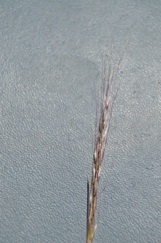 Stipa scirpea