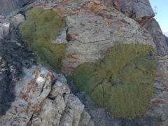 Petrophytum caespitosum caespitosum