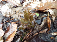 Cardamine diphylla