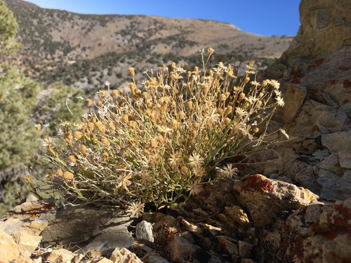 hanaupah rockdaisy (Laphamia villosa)