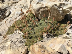 Petrophytum caespitosum caespitosum