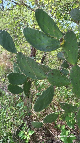 Spiny nopal (Opuntia dejecta)