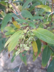 Fontanesia phillyreoides