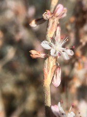 Eriogonum panamintense