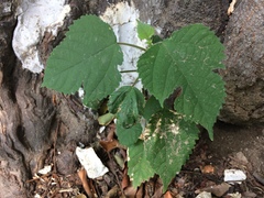 Broussonetia papyrifera